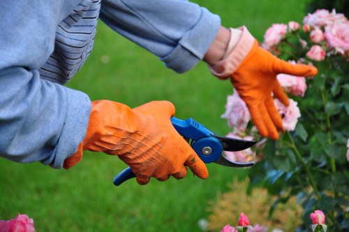 A close-up of a gardener wearing bright orange gloves and a grey jacket, using a pair of pruning shears to trim pink flowering bushes in a well-maintained garden. The background features a lush green lawn and additional plants, with the focus on the gardener's hands and the flowering shrub. The scene appears to be outdoors on a bright, possibly sunny day, highlighting garden maintenance activities typical of a professional gardening service in the Swiss Cottage area. The neatly pruned bushes suggest careful landscape management, with the overall environment displaying a tidy and vibrant outdoor space suitable for gardening and lawn care services offered by Lawn Mowing Swiss Cottage.